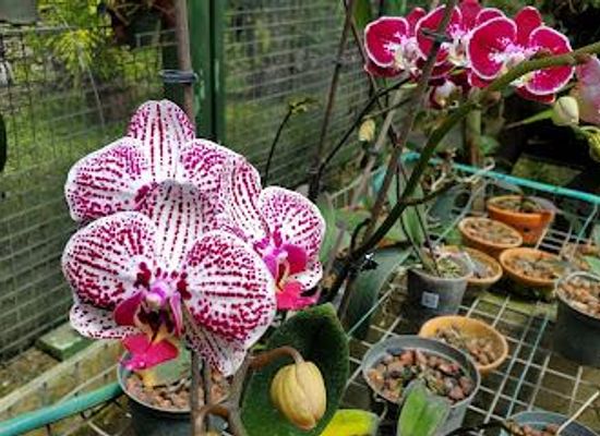 barbados/mullins/attraction/tropical-garden-barbados