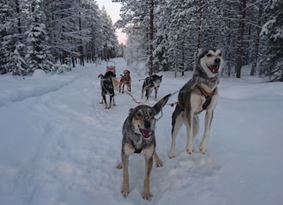 norway/finnmark-plateau/attraction/saiggas-husky