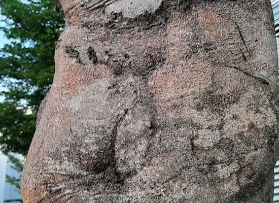 singapore/sembawang/attraction/human-face-tree