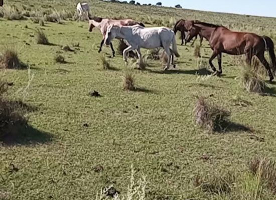 uruguay/quebrada-de-los-cuervos/attraction/anny-y-amilcar-cabalgatas