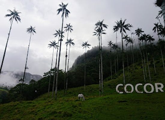 colombia/insular-region/attraction/cocora-valley