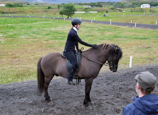iceland/northwestern-region/attraction/varmilakur-horse-farm