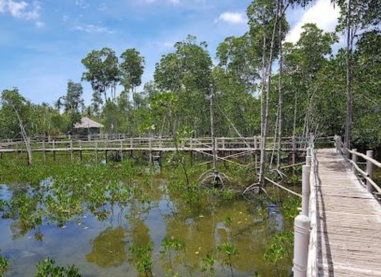 philippines/malapascua-island/attraction/omagieca-obo-ob-mangrove-garden