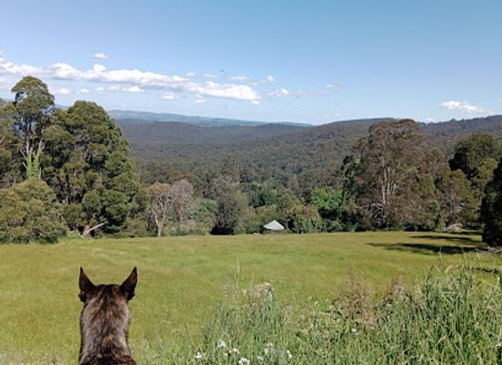 australia/yarra-valley/attraction/mount-dandenong-arboretum