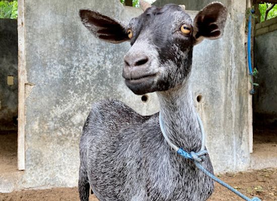 indonesia/west-nusa-tenggara/attraction/kambing-prettiest-goat-on-the-island