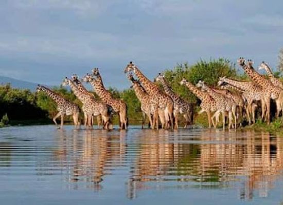 kenya/naivasha/attraction/sharif-tour-boat-safaris