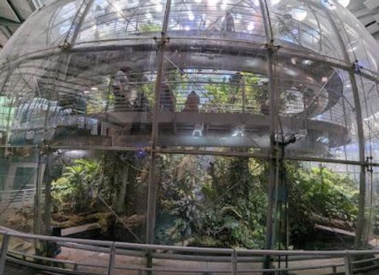 california/bay-area/attraction/california-academy-of-sciences
