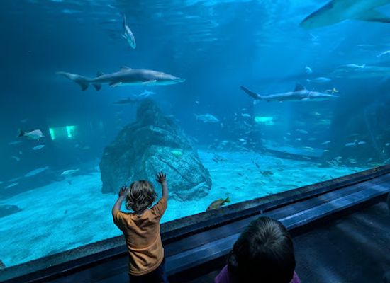 new-jersey/south-jersey/attraction/adventure-aquarium