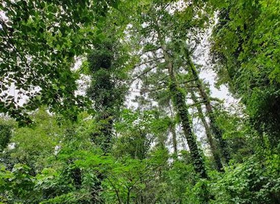 south-korea/jeju-city/attraction/hwansang-forest
