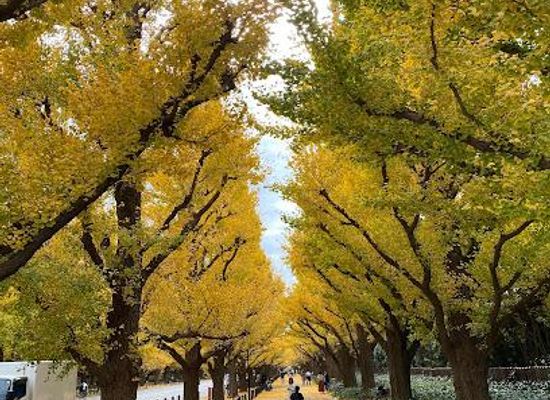 japan/tajima/attraction/meiji-jingu-gaien