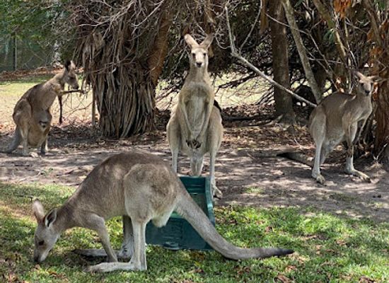 australia/fraser-island/attraction/fraser-coast-wildlife-sanctuary