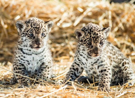 lithuania/klaipeda-region/attraction/klaipedos-zoologijos-sodas