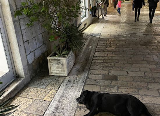 montenegro/herceg-novi/attraction/dog-garo