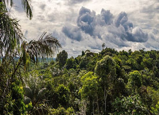 ecuador/amazon/attraction/amazon-jungle-tour-experience
