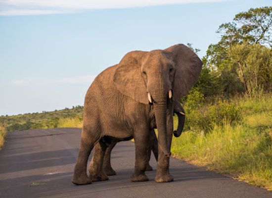 south-africa/elephant-coast/attraction/heritage-tours-safaris