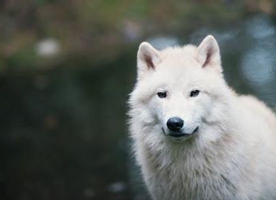 washington/tacoma/attraction/northwest-trek-wildlife-park
