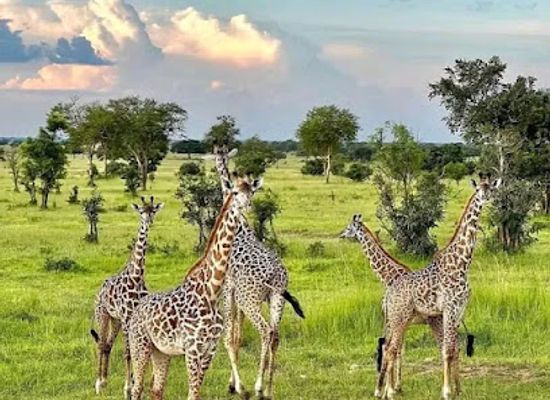 tanzania/central-zone/attraction/chiriku-safari-zanzibar