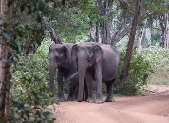 sri-lanka/north-central-province/attraction/wilpattu-national-park-entrance-hunuwilagama