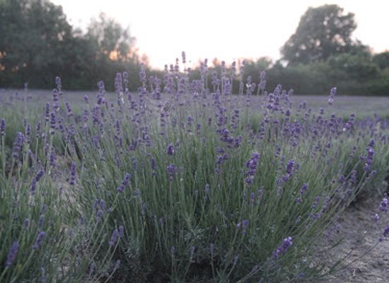 belgium/campine-kempen/attraction/limburg-lavendel