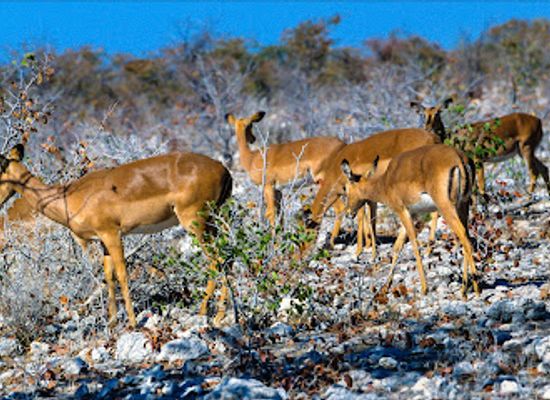 namibia/oshana/attraction/rietfontein