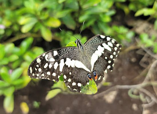 tanzania/zanzibar-archipelago/attraction/zanzibar-butterfly-centre