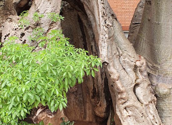 botswana/chobe-district/attraction/police-station-baobab-tree