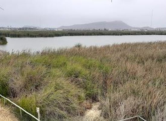 peru/andean-highlands/attraction/pantanos-de-villa-wildlife-refuge