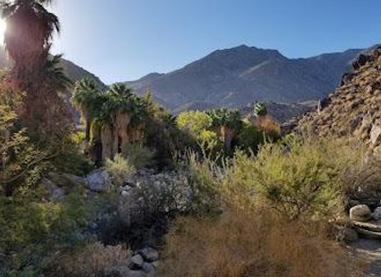 california/palm-springs/attraction/andreas-canyon-trailhead