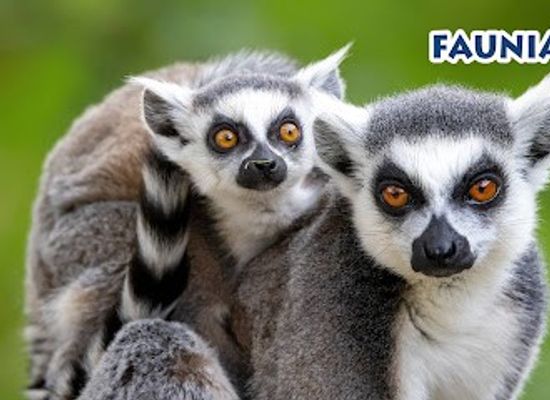 spain/madrid/attraction/faunia