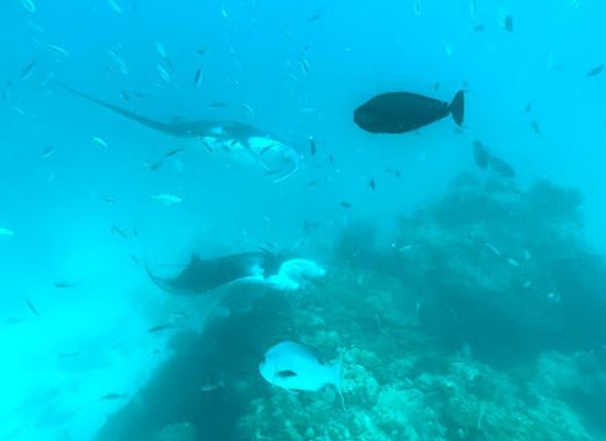 maldives/ari-atoll/attraction/madi-gaa
