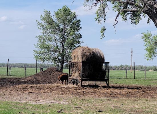 nebraska/dissected-till-plains/attraction/buffalo-bill-ranch-state-historical-park