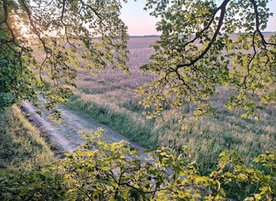 poland/słupsk/attraction/punkt-widokowy-na-drzewie