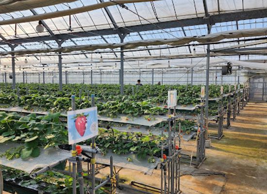 japan/tosa/attraction/tosu-berry-forest