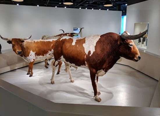 texas/fort-worth/attraction/cattle-raisers-museum