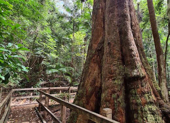 australia/mid-north-coast/attraction/bird-tree-picnic-area