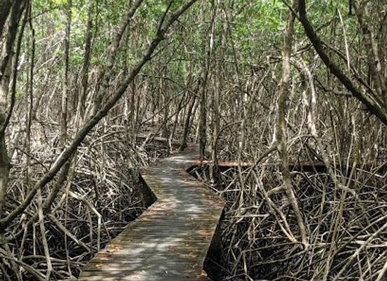 trinidad-and-tobago/st-patrick/attraction/tobago-plantations