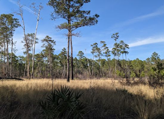 florida/gainesville-area/attraction/morningside-nature-center