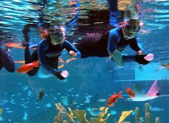 florida/islamorada/attraction/florida-keys-aquarium-encounters