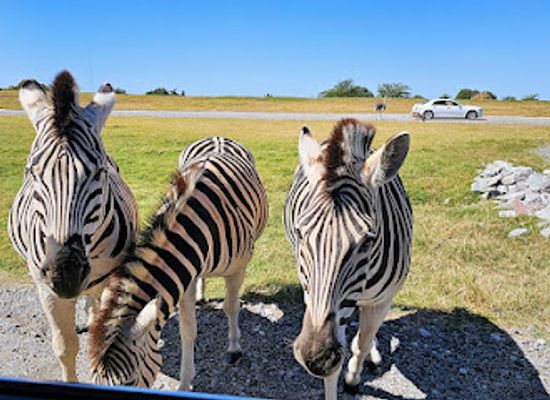 tennessee/northwest-tennessee/attraction/tennessee-safari-park