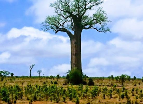 madagascar/atsimo-andrefana/attraction/zombitse-vohibasia-national-park