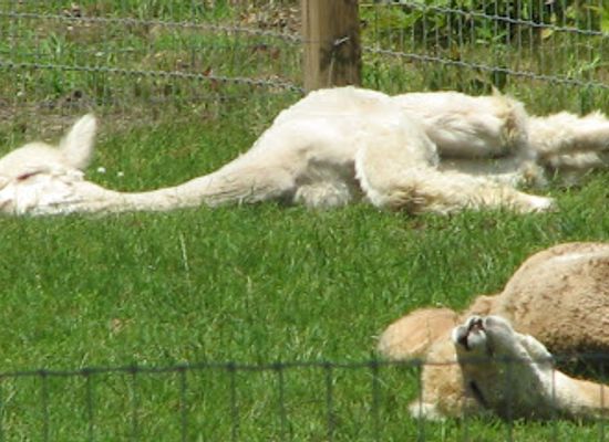 new-jersey/cape-may-peninsula/attraction/jersey-shore-alpacas