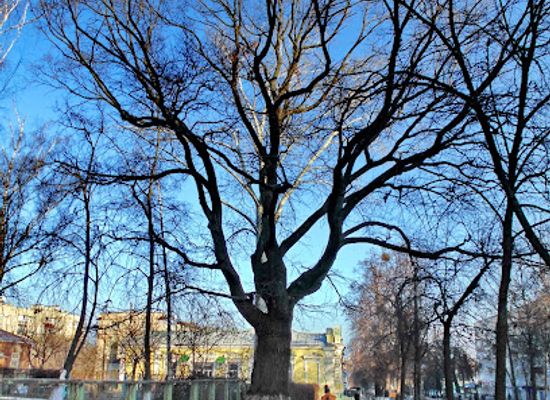 ukraine/sumy-region/attraction/quercus-petropavlivsky