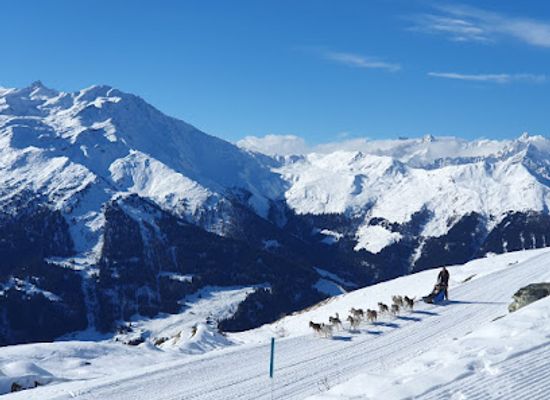 switzerland/verbier/attraction/arco-mushing-team-hiver