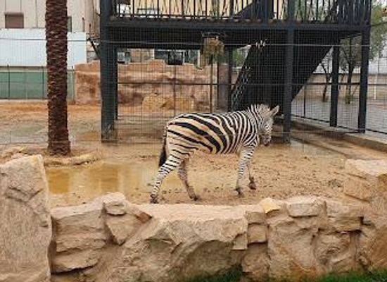 qatar/doha/attraction/doha-zoo