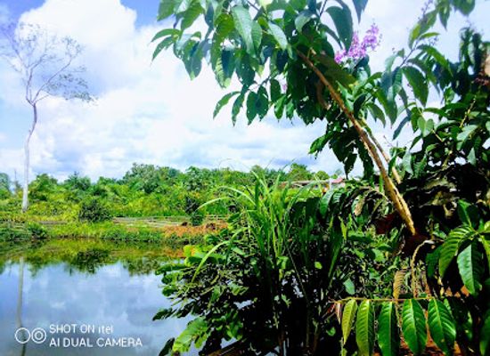 cameroon/dja-faunal-reserve/attraction/joycity-abong-mbang