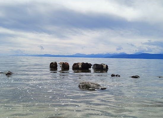mongolia/khuvsgul-lake/attraction/mongon-ereg-amraltyn-gazar