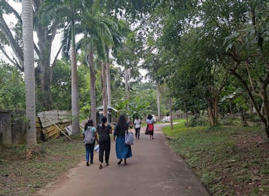 sri-lanka/colombo-district/attraction/kaju-kale