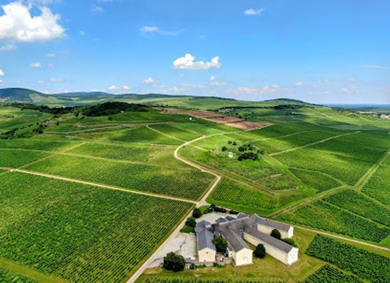hungary/tokaj-wine-region/attraction/tokaj-disznoko-vineyards-and-winery-plc