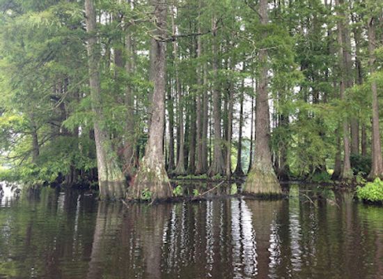delaware/sussex-county/attraction/great-cypress-swamp
