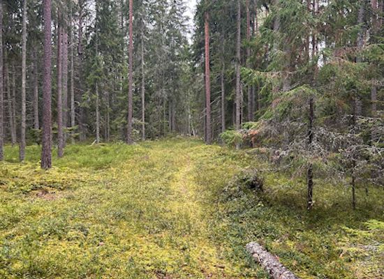 estonia/lahemaa-national-park/attraction/vaga-ilus-koht-hara-metsas